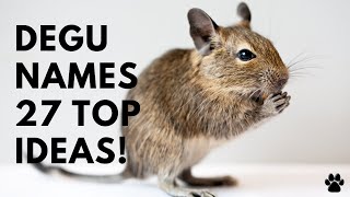 Degu Names 27 BEST & CUTE Names for Boy or Girl | Names by Names 703 views 3 years ago 1 minute, 48 seconds