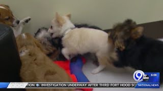 New York State Senate passes bill that bans sale of pets from puppy mills in retail stores