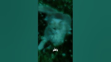 | قرآن كريم راحة نفسية |🕋🤎اللهم انصر اهلنا في فلسطين وغزة 🇵🇸✌🏻#قرآن #فلسطين_حرة #عيد_مبارك