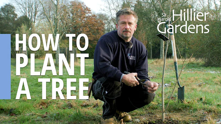 How to plant a tree | Sir Harold Hillier Gardens