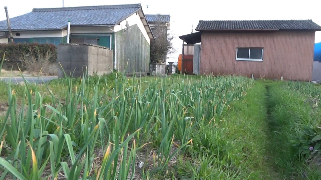 【自然農】2025年3月21日極早生玉ねぎ生育のようす・温床発熱【natural farming】