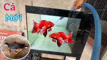 Được Ông Anh Tặng Bày Cá Chép Phi Tần Và Thu Thập Thêm Một Thành Viên Mới 