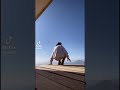 マンすじ