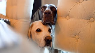 Breakfast Bonding: A Heartwarming Morning Routine with Pups and a Toddler