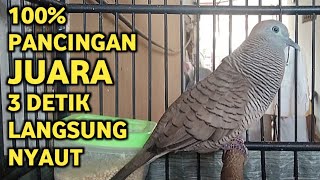 Masteran Suara Burung Perkutut Lokal Juara Untuk Pancingan Dan Memikat Pasti Nyaut 100%