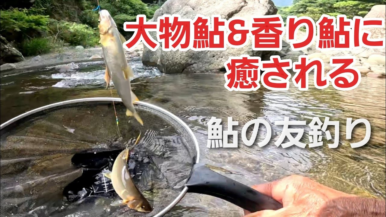 NO12【癒し釣行】渓流相の美しい渓で香り鮎＆大物連発！   　友釣りオレ流