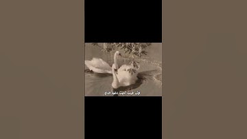 اجر لي ولكم #قرآن #تلاوة #اللهم_صل_على_محمد_وال_محمد #