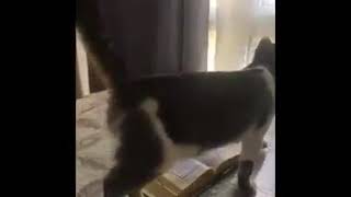 Cat Refused To Step On Quran Majeed
