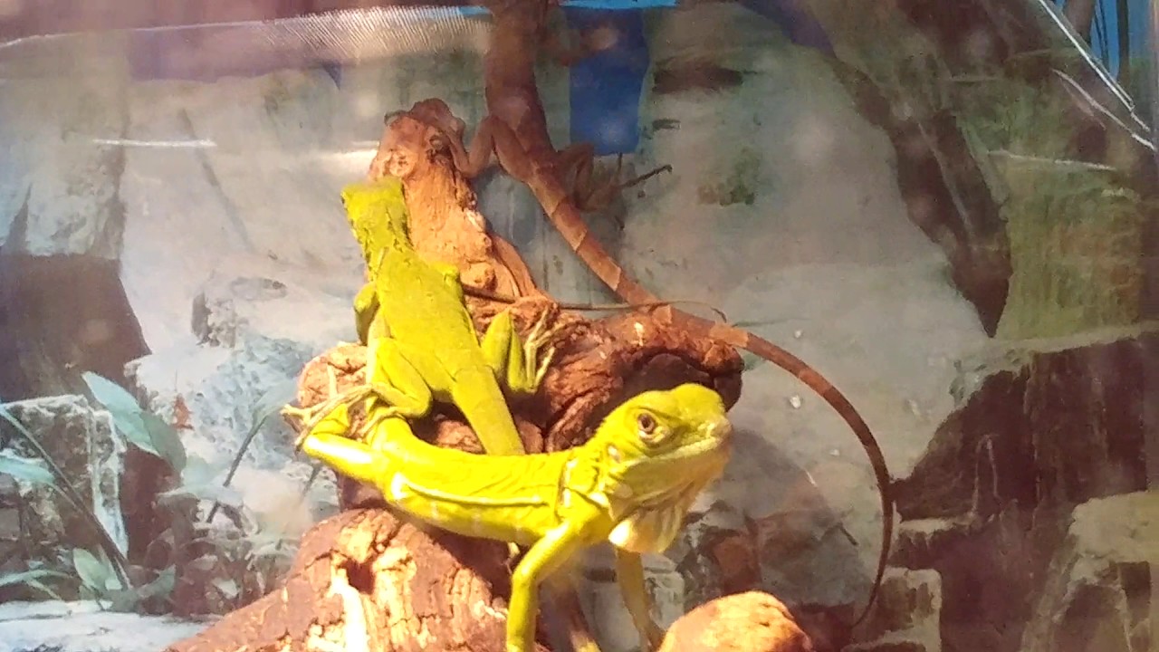 camera iphone 8 plus apk Part 2 of underground reptiels