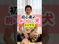 初心者が飼いやすい犬トップ5#dog #犬#犬のいる暮らし