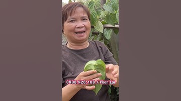 Mẹo trị hôi nách đơn giản #meo #hoinach  #thaoduocdantoc #balaithaoduocdantoc