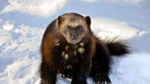 Science Bulletins Data Visualization Webinar: Protecting Wildlife in a Changing Climate