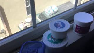 How I Gutload My Feeder Insects Leopard Gecko