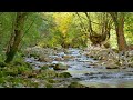 Nature Sounds and Native American Flutes for Sleep, Relaxation, Focus, Reduce Stress, Stop Anxiety