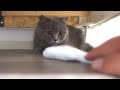 新しいおもちゃに戸惑いを隠せない子猫が可愛過ぎる