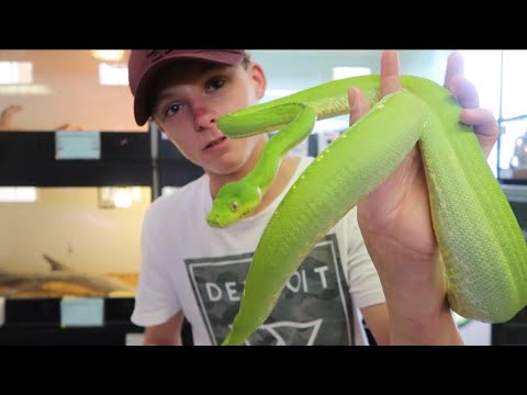 GREEN TREE PYTHONS!!!