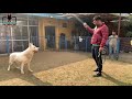 White German Shepherd Or Swiss Shepherd | White Shepherd In India | First Time On YouTube | Scoobers