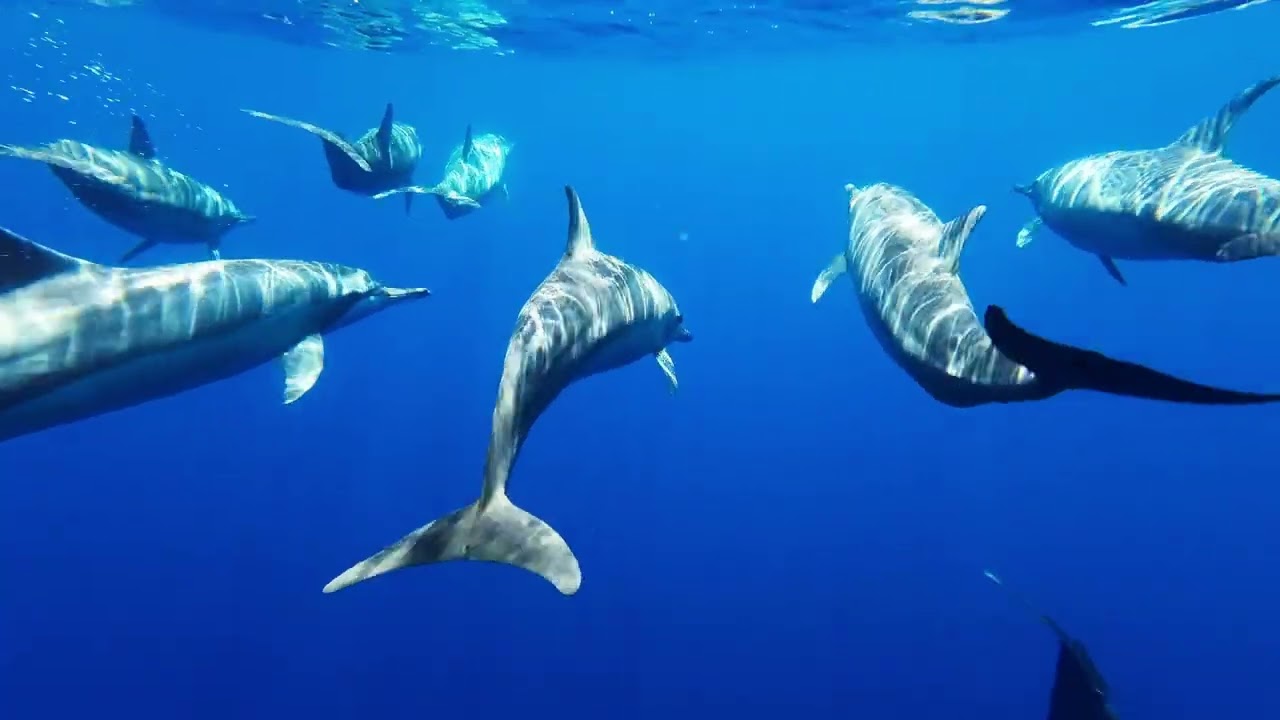 Ocean | Delta Wave Meditation with Dolphins & Waves (Deep Sleep & Relaxation) 2.57 Hertz Ocean