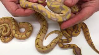 Celebrity 2018 Ball Pythons #1  It's complicated Wealth