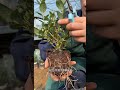 Fresh Blueberry Saplings - Direct from the Base - Grow Your Own Berries