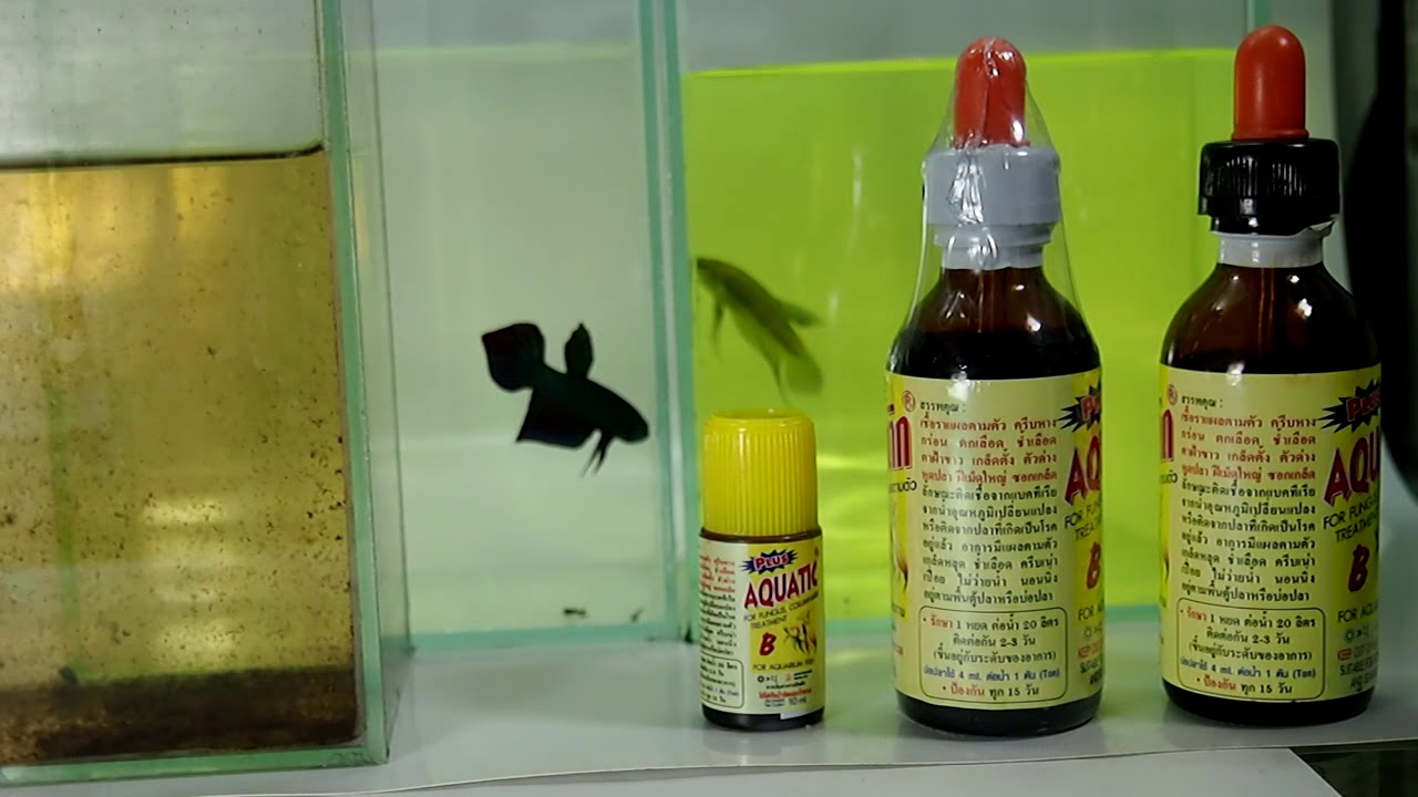 ยารักษาปลากัดและปลาสวยงาม ที่ใช้ดีและปลอดภัยFish treatment Good and safe.