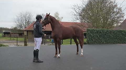 DHT 04-12-2025: Katho VDR Z, mare, 2022 by Kassander van