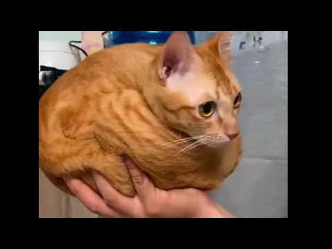 CATS : Totally bonkers and Unpredictable Smart Up 🔥😂
