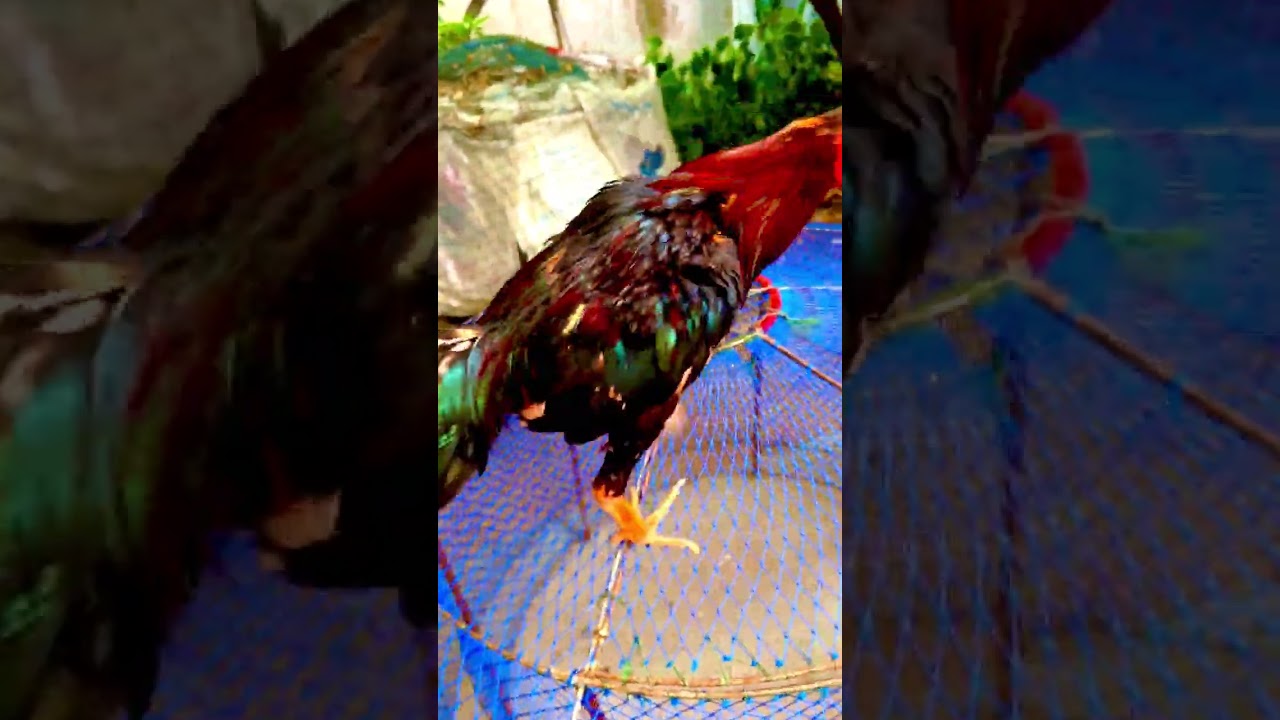 บรรยากาศยามเย็นหลังจากกลับมาจาก ไปทำบุญที่วัดศีรษะทองวัดพระราหูจังหวัดนครชัยศรี มาดูไก่ชนออกกำลังกาย