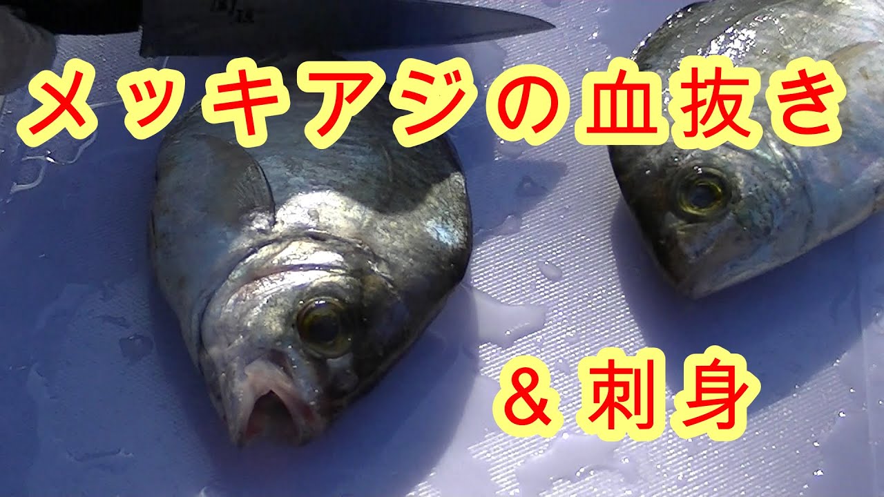 エソの血抜き 骨取り 刺身 究極の血抜き津本式 自己流 Non Gmo 刺身 ジビエ 燻製 Youtube