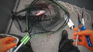 First Springer Salmon trip was a success