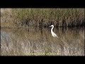 Wading Birds of Winter - 20m of peaceful bird watching in 1080p60 HD