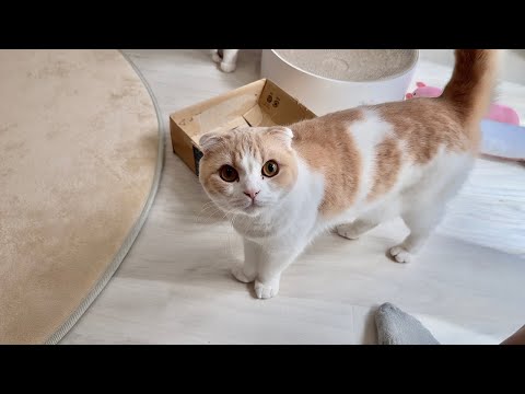 Mochimaru - YouTube