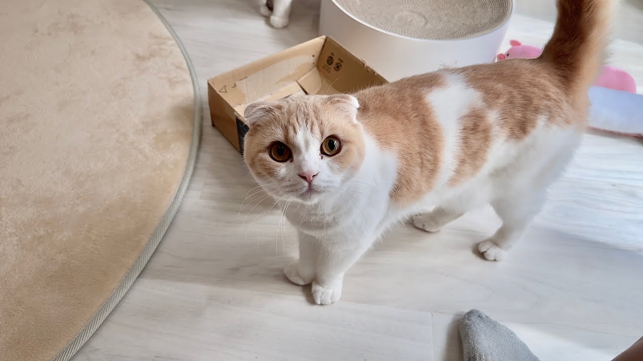 仕事が終わったと勘違いして一足早く甘えに来ちゃった猫の反応が…笑