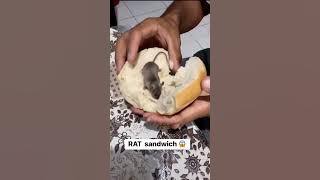 Orang Cina Bisa Makan Apa Saja 🐁😮 #tikus #videoviral #lucu #videopendek #hewanpeliharaan #videoviral #videopendekviral