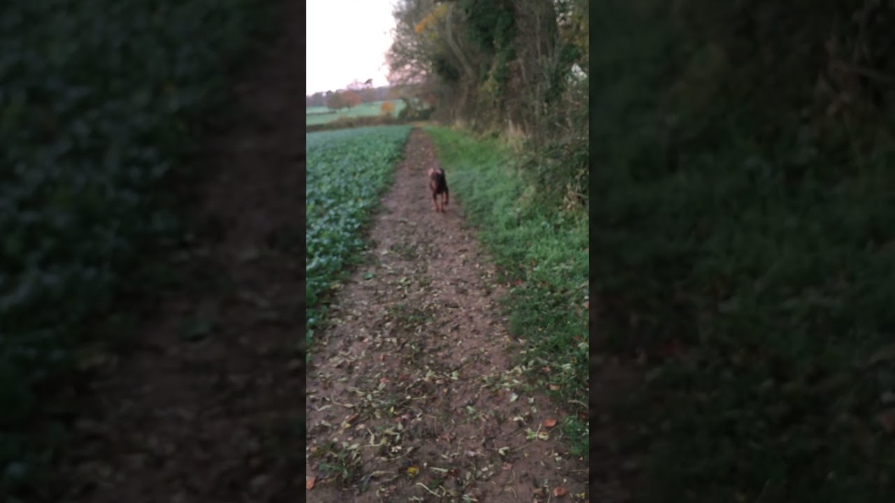 Zinzan the Dobermann recall training