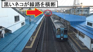 歴史ある青函連絡船に通じる線路をネコが横切る青森駅の跨線橋から見降した停車中の青い森701系 歴史ある青函連絡船に通じる線路をネコが横切る青森駅の跨線橋から見降した停車中の青い森701系