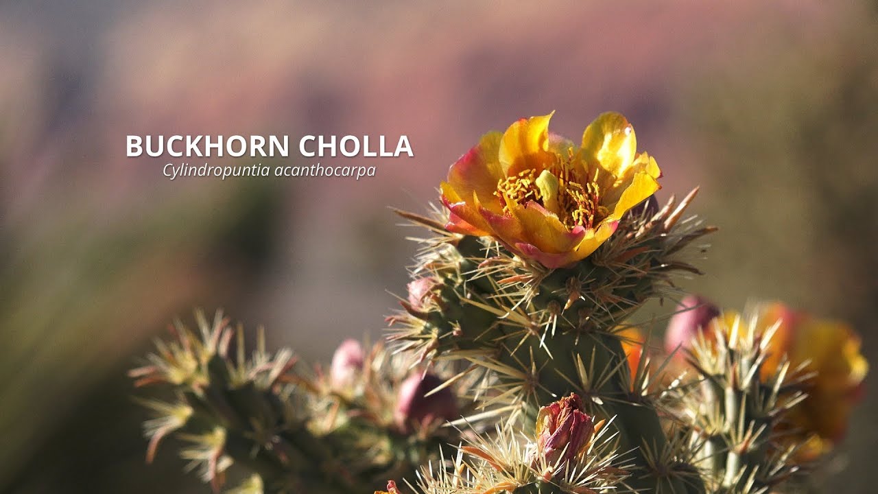 Red Rocks Flower Red Rock Canyon Wildflowers ~ 4K - YouTube