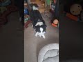 Continuing scentwork #dogs #scentwork #dogtraining