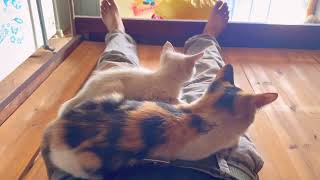 Funny Cat Video | Two cats sleeping on their bodies