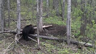 Camera trap. Bear. Moose return to the forest after a snowy winter.