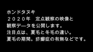 ホンドタヌキ２０２０年定点観察の映像と観察デ－タを公開します。