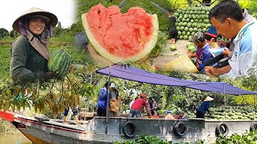 Nông dân Miền Tây thu hoạch dưa hấu trúng mùa | Cuộc sống miền tây