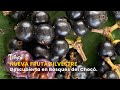 Nueva Fruta Silvestre Descubierta en Bosques del Chocó - TvAgro por Juan Gonzalo Angel