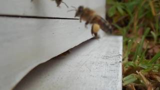 SP-H3 recently swarm trapped Feral wild bees (late 2016)