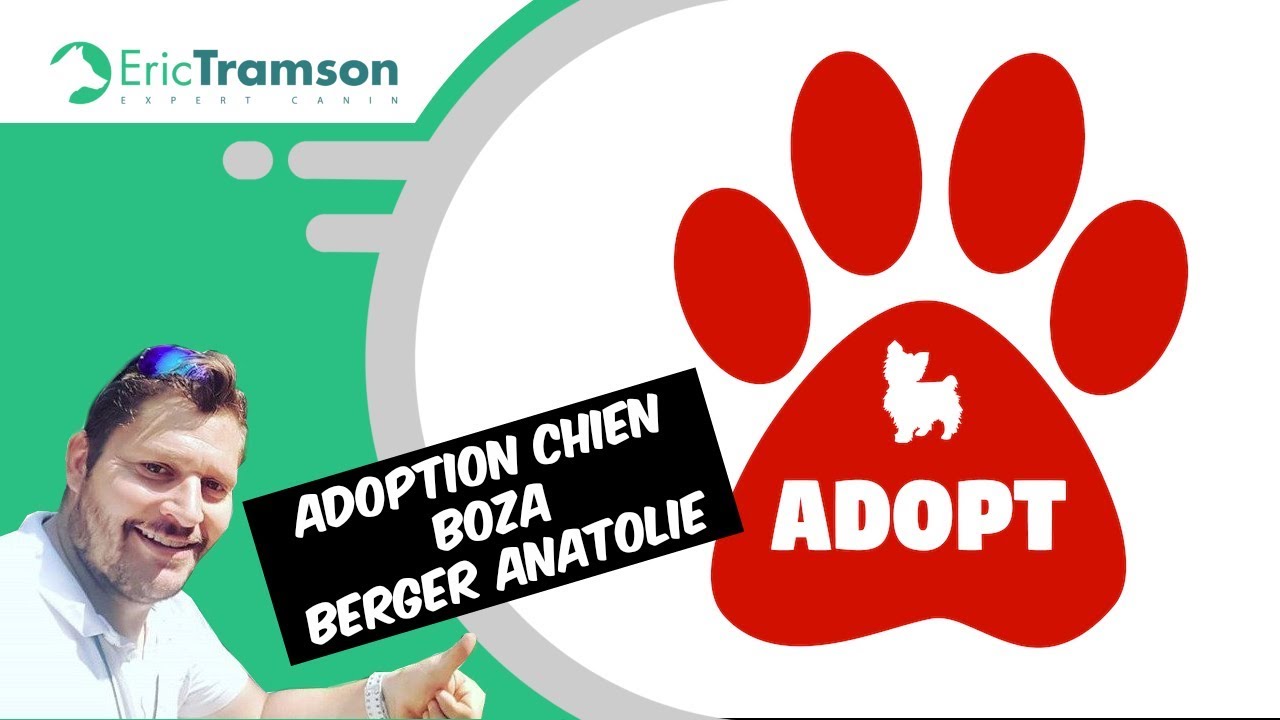 Pourquoi ce chien de race Berger Anatolie attaque et mord son maître - YouTube