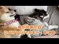 ハスキーの赤ちゃんが我が家にやってきた!