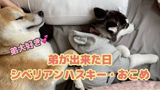 ハスキーの赤ちゃんが我が家にやってきた