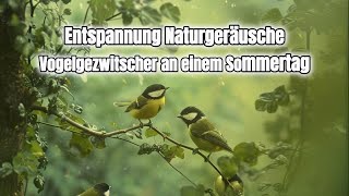 Entspannung Naturgeräusche - Vogelgezwitscher an einem Sommertag