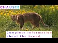 Chausie. Pros and Cons, Price, How to choose, Facts, Care, History の動画、YouTube動画。