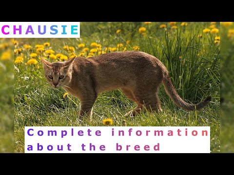 Video: The Chausie Cat Breed: Hibrida Domestik Eksotik dan Liar